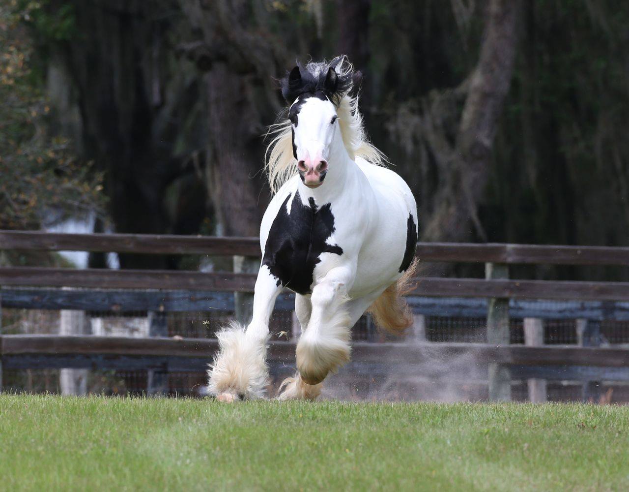 Gypsy Vanner Horse Breeders @WR Ranch, Florida